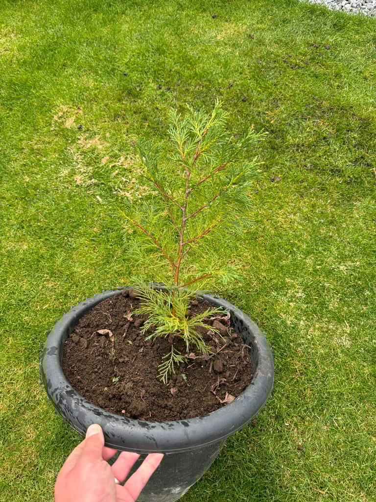 Leylandii Conifer Tree 45cm Evergreen Hedging Plant