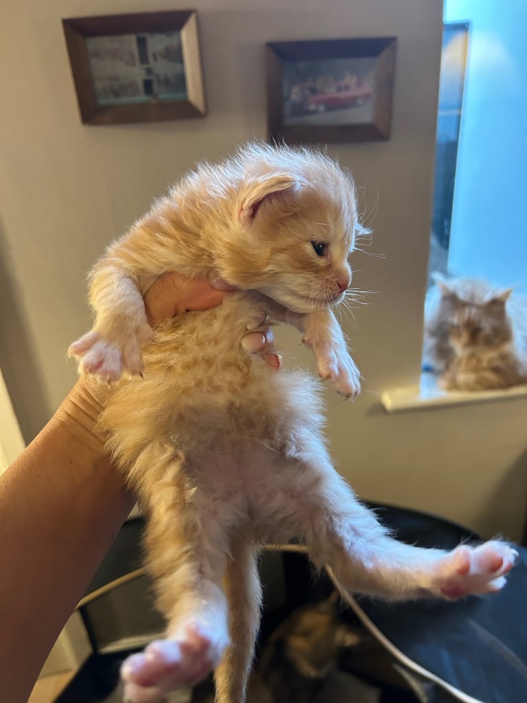 XL Main Coon Kittens ready soon for sale 