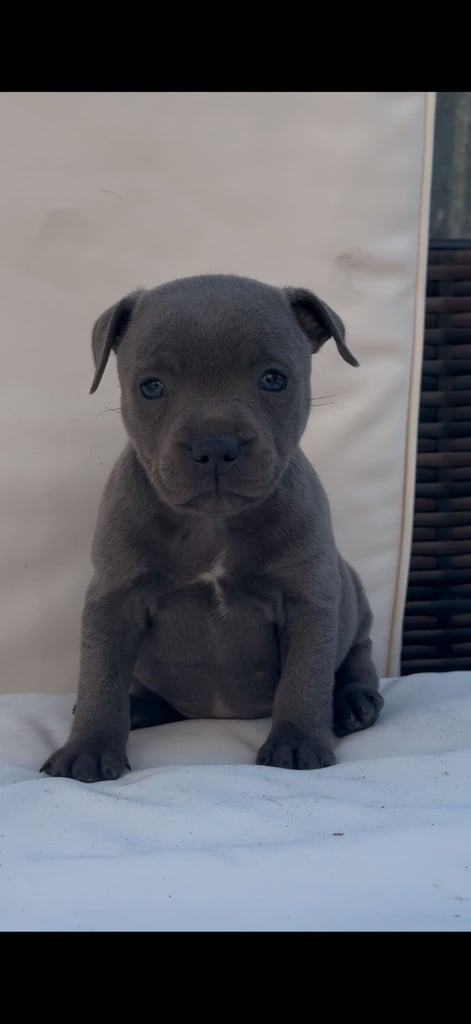 blue staffy puppies
