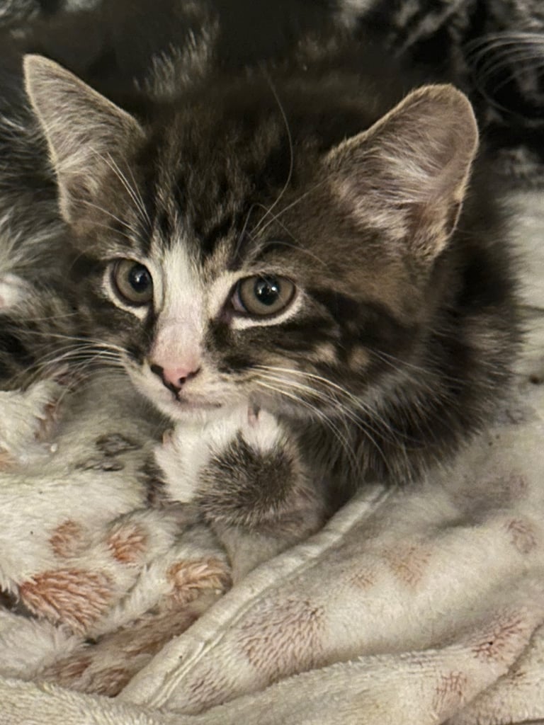 Stunning tabbies ready now 