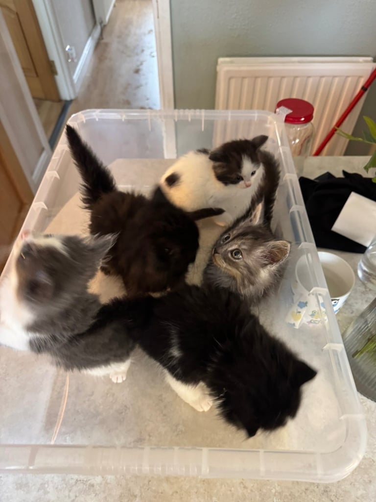 5 kittens ready for forever homes 