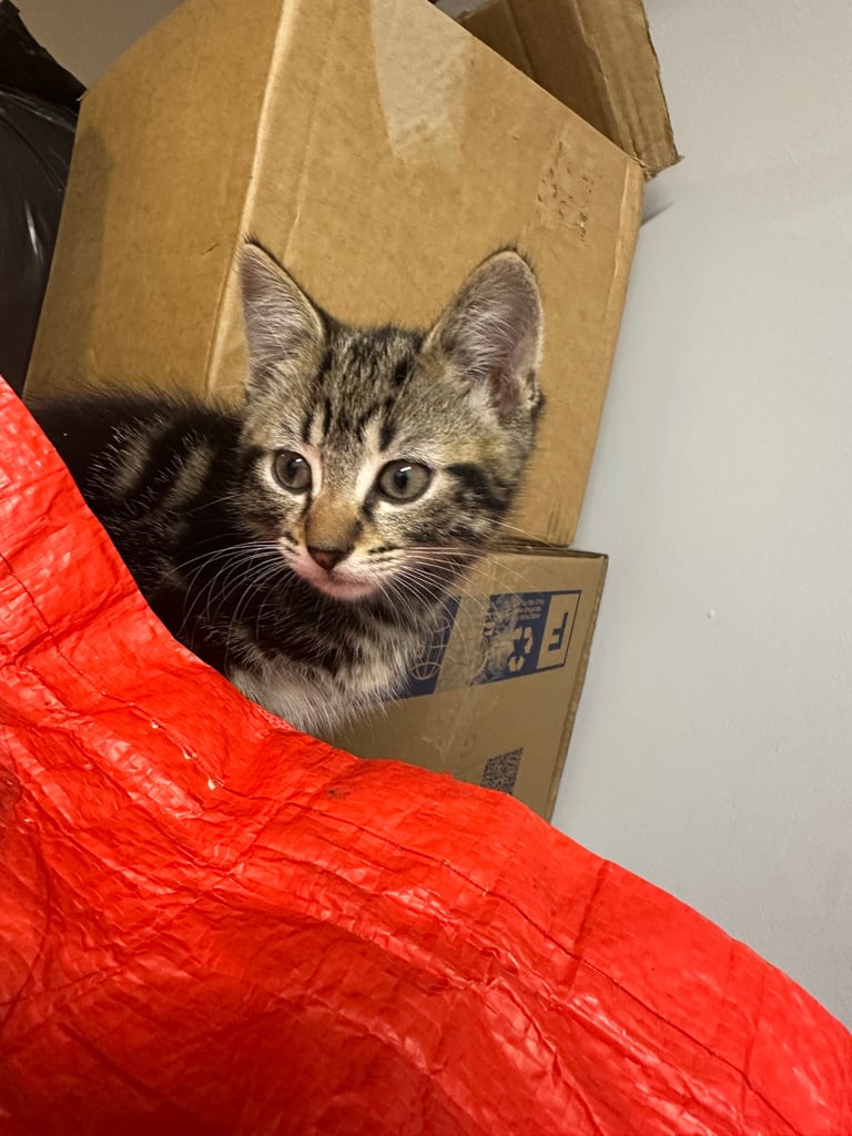 Ragdoll cross kittens 