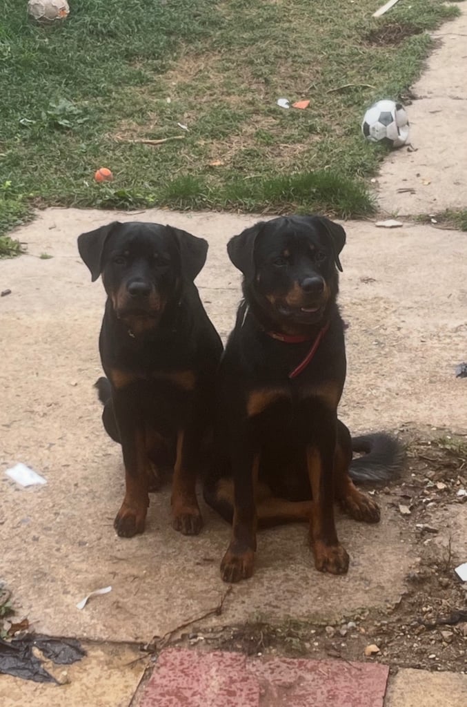 Rottweiler puppy’s 