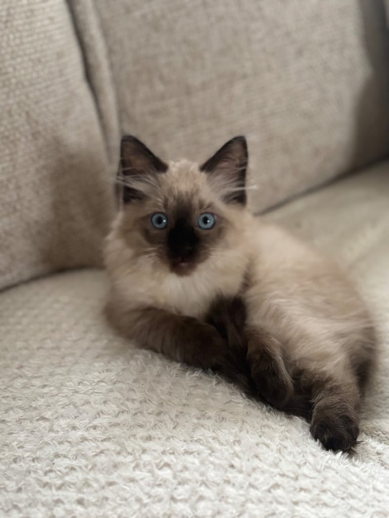 Ragdoll Kitten (Girl)