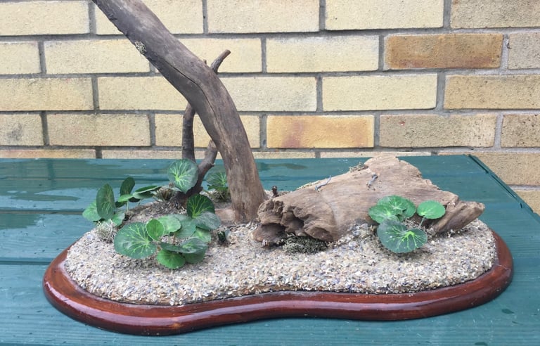 Taxidermy decorative Plinth