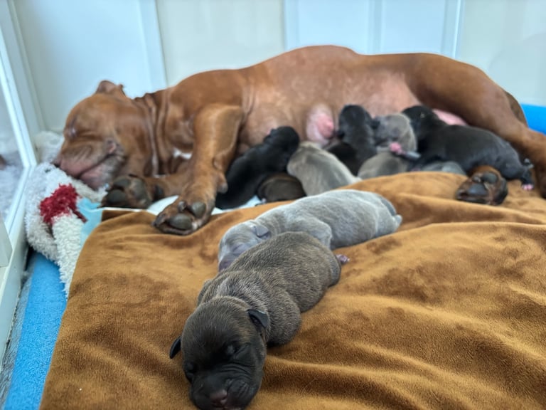Beautiful Staffy Puppies for sale 