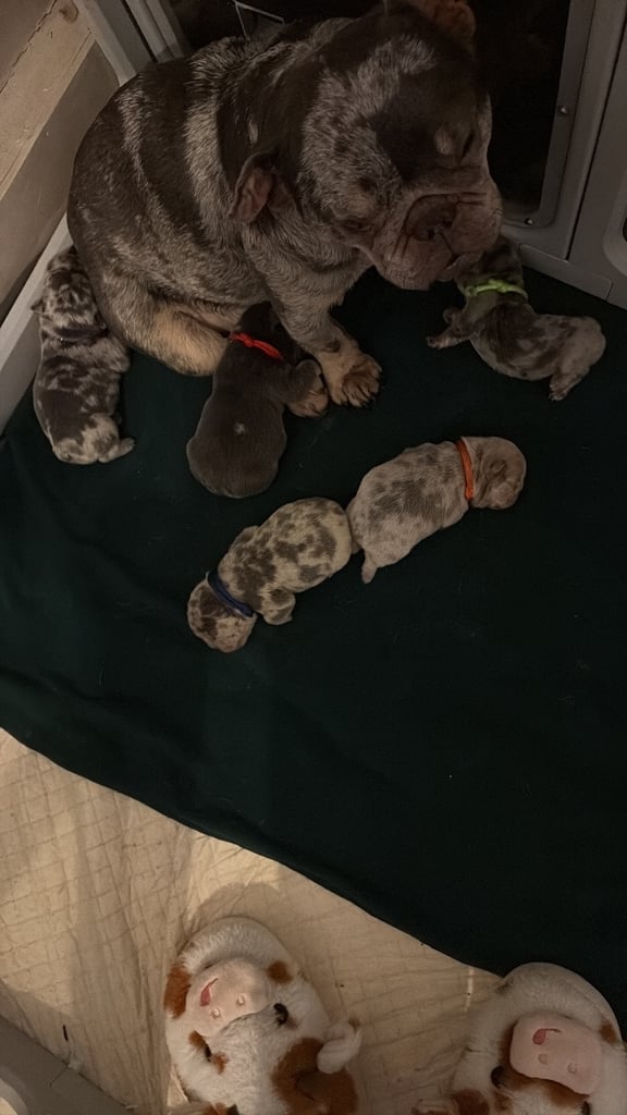 image for 4 female French bulldogs looking for their forever homes 