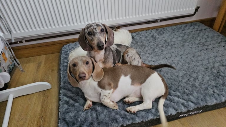 2 miniature dachshunds 