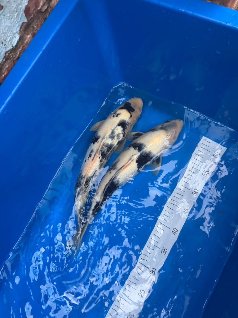Koi clearance!!!!