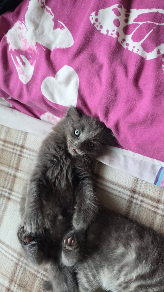 1 grey fluffy boy left