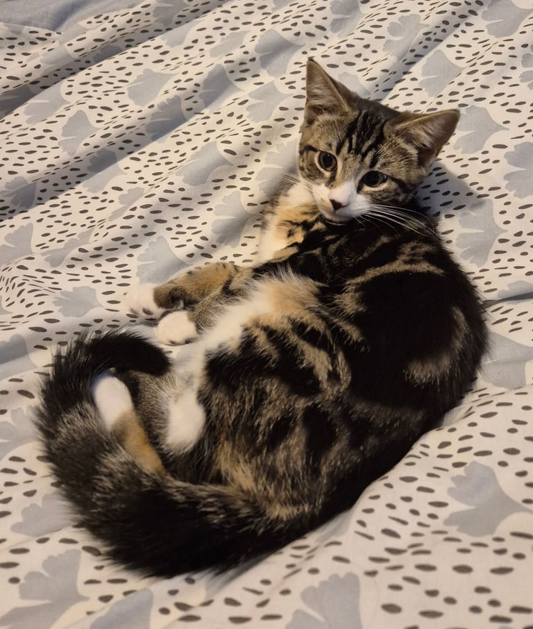 Cute Male kitten