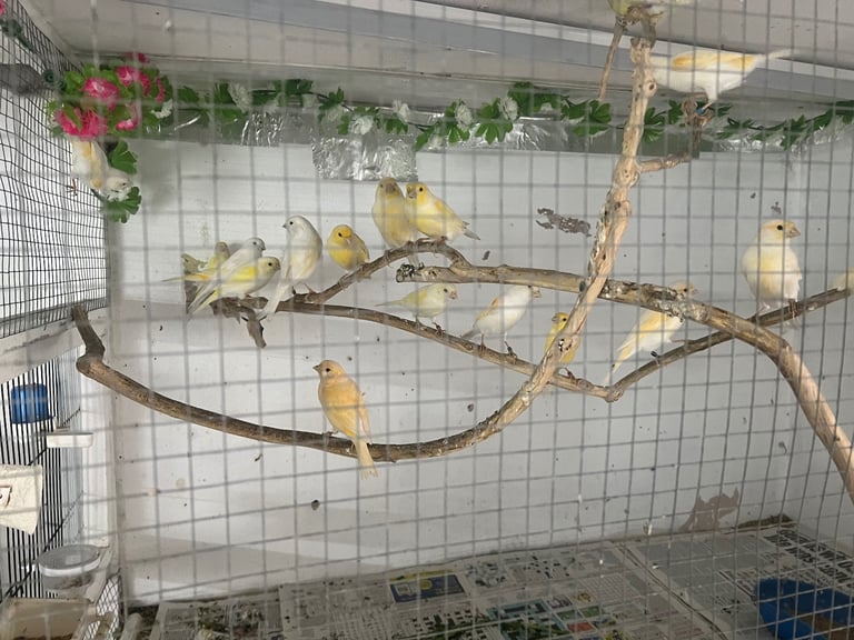 image for Dyomorfic Canaries 24-25 birds 