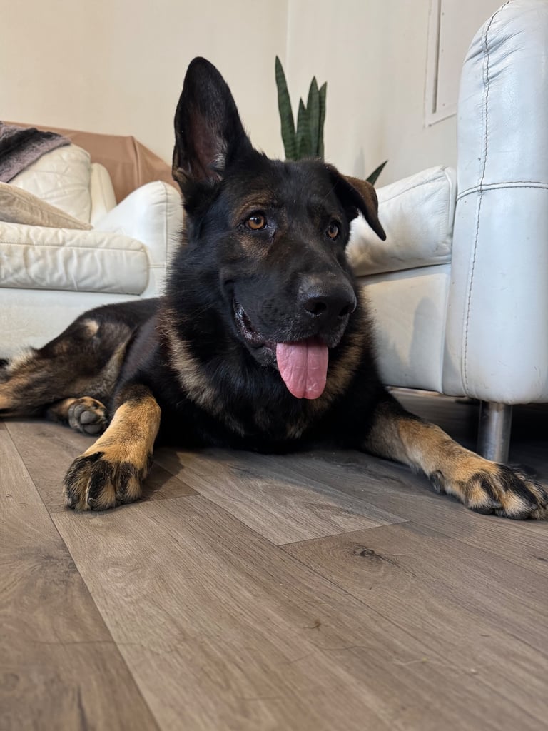 Male German Shepherd - 3.5 Years Old