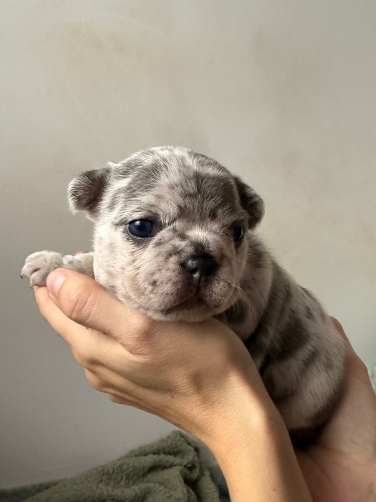 image for Adorable French Bulldog Puppies Looking for Their Forever Homes! 🐾