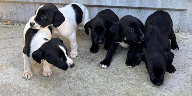 Cocker Spaniel Puppies 