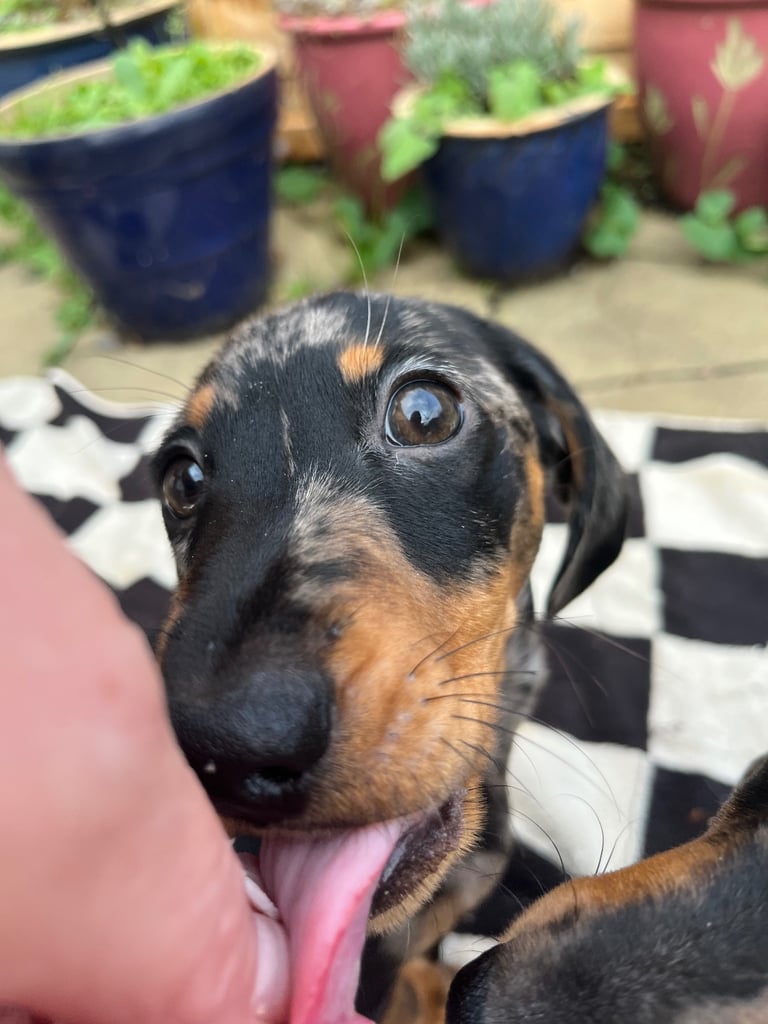 Beautiful dachshund puppies 🐾
