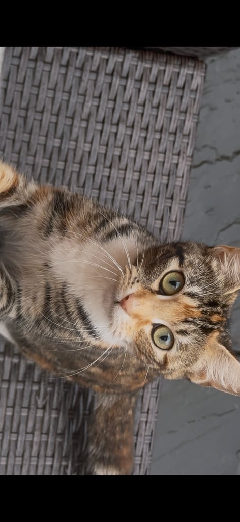 Cat for sale