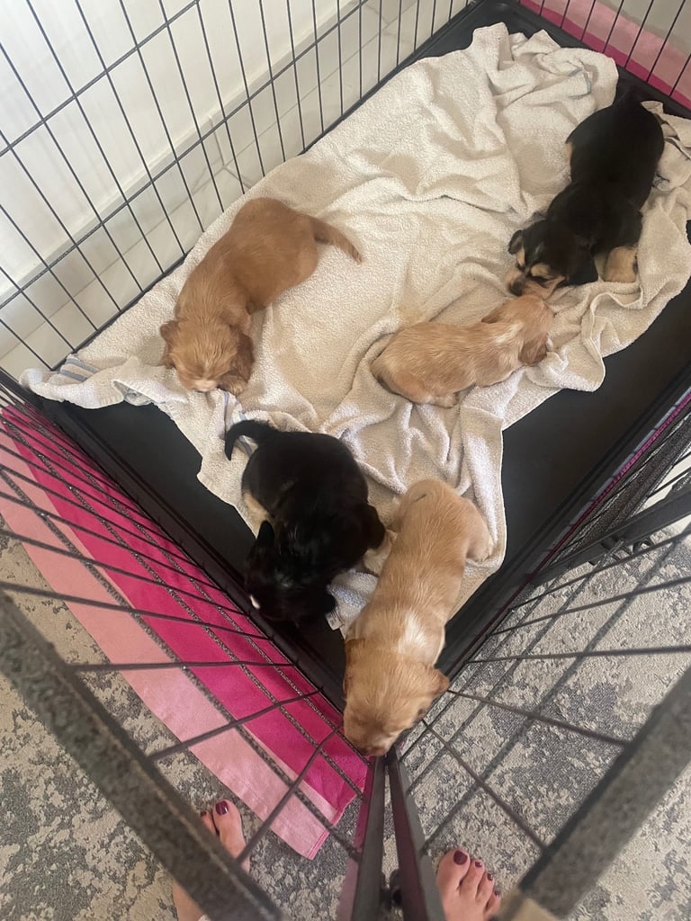 Kc show cocker spaniel puppy’s 