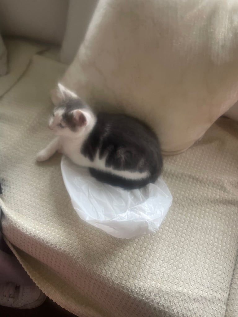 Female kitten 