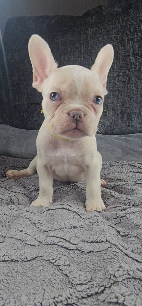KC unique french bulldog puppies