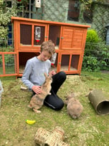 2 Friendly Rabbits with all Equipment Need a Home!