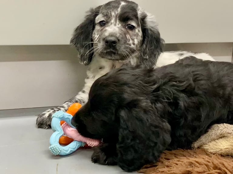 Cocker Spaniel puppies now available 