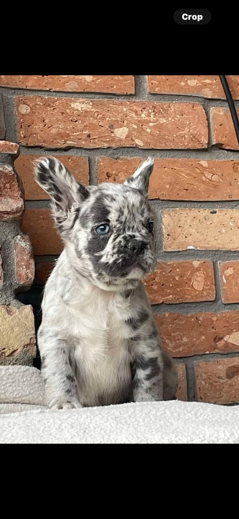 Fluffy Frenchie