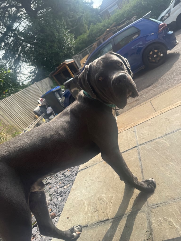 Cane corso male 10 month 