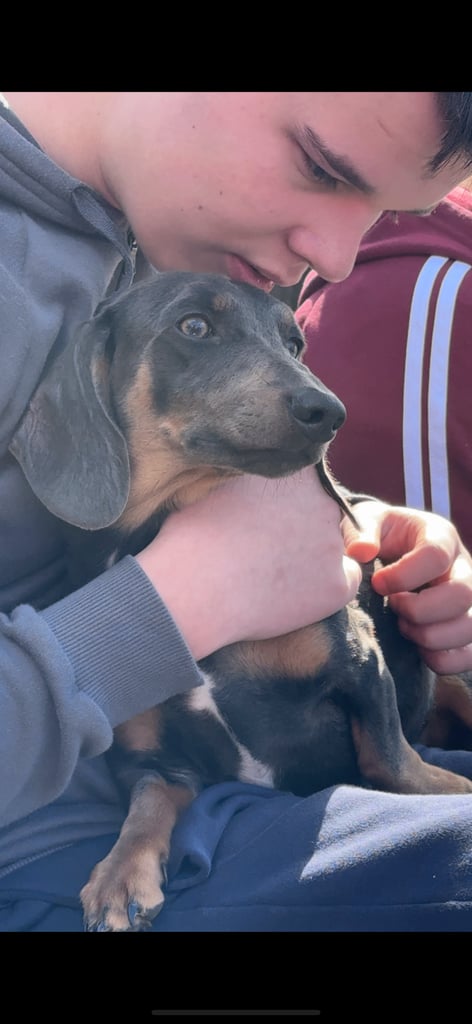 Entire Miniature Dachshund 