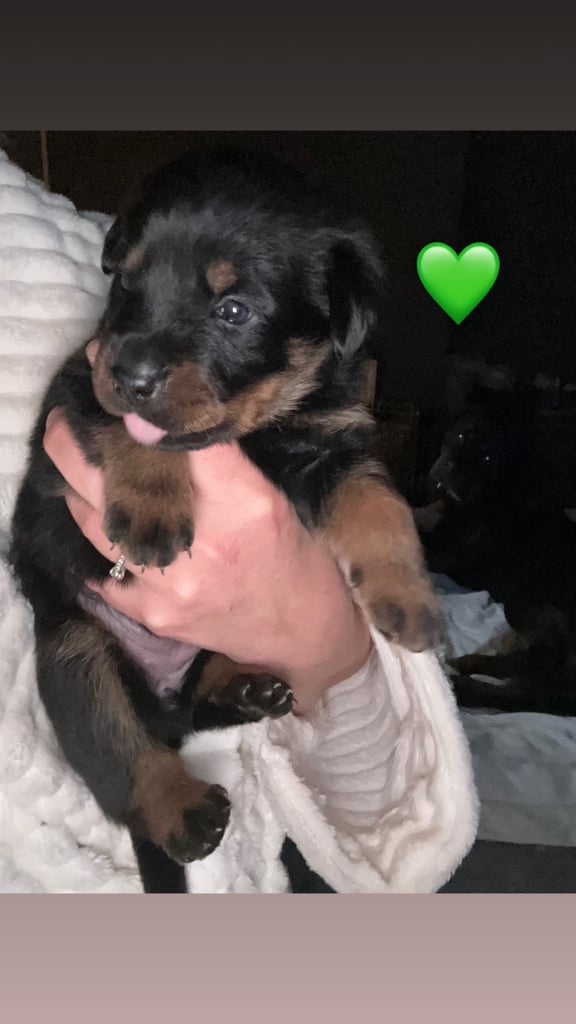 Beautiful Rottweiler pups