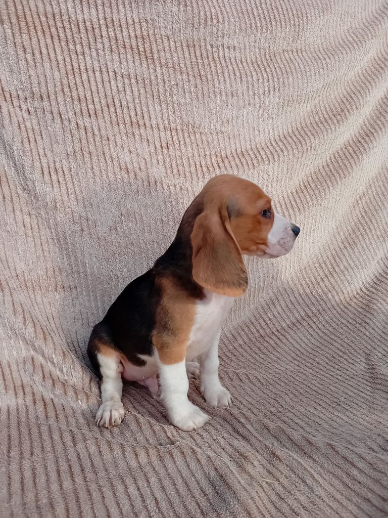 Tan Beagle Cross Fox Terrier Beagle Dogs Puppies For Sale Gumtree
