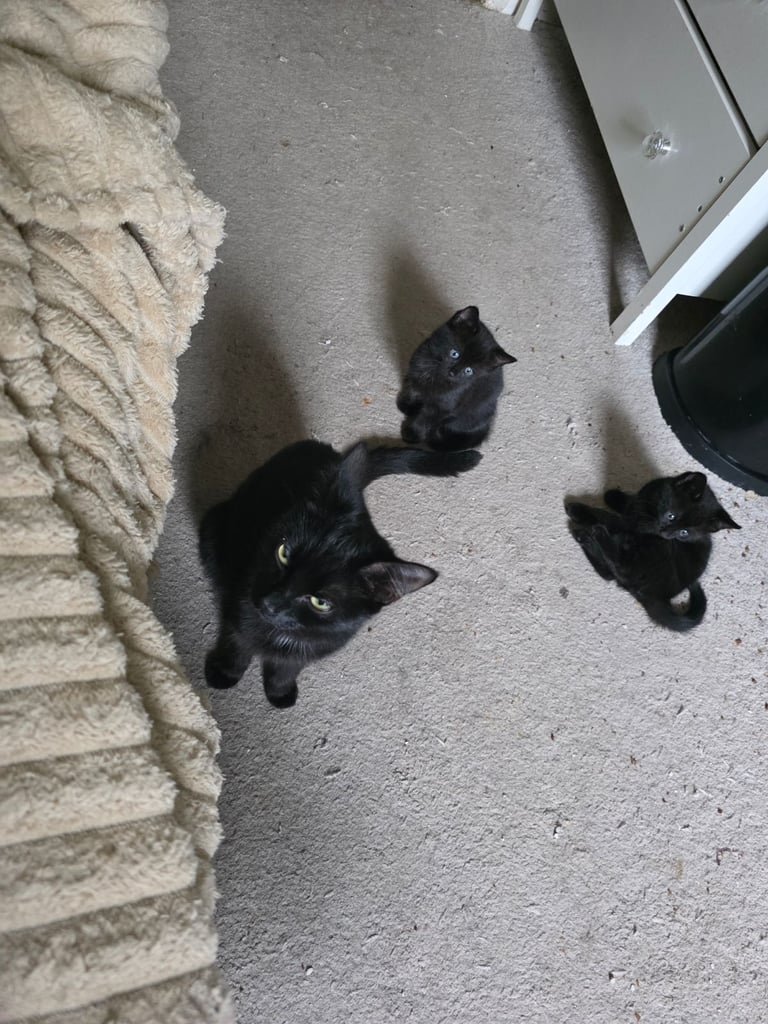 Kittens