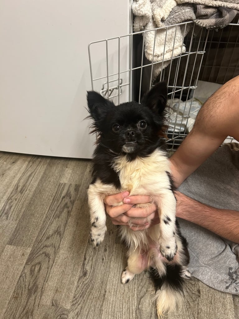 Chihuahua x shitzu no offers