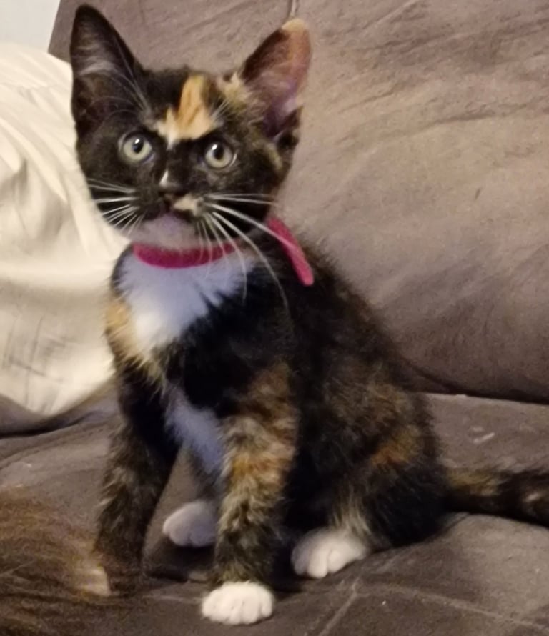 7  beautiful female kittens ready for forever home now 