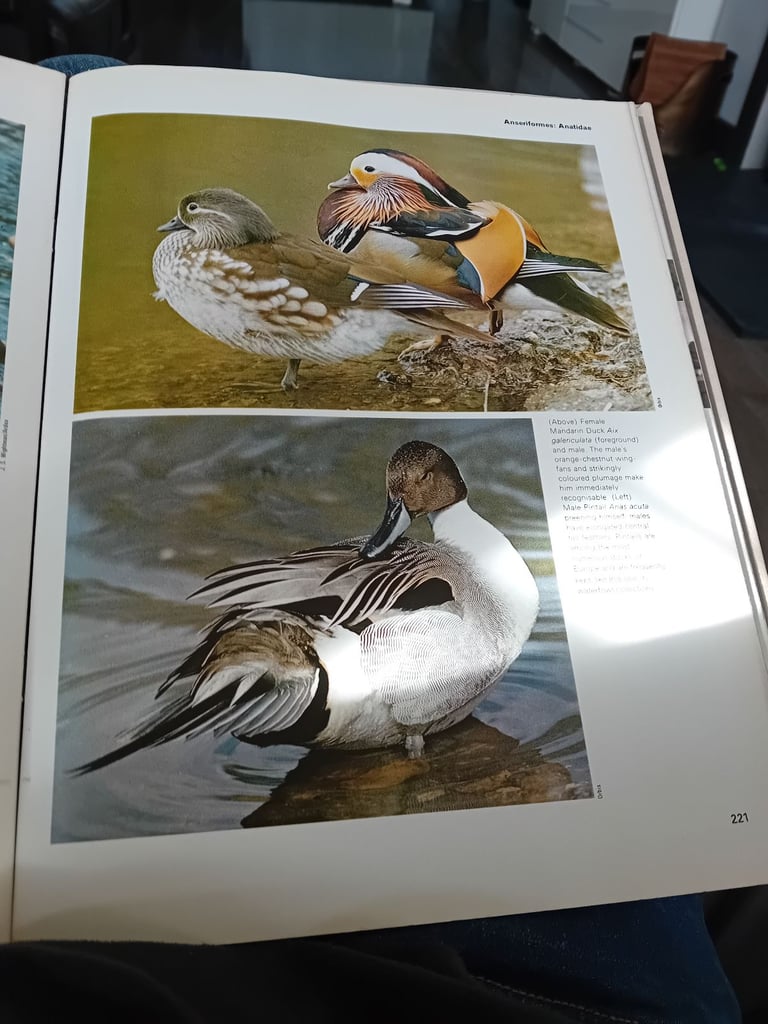 Set of five bird encyclopedia 