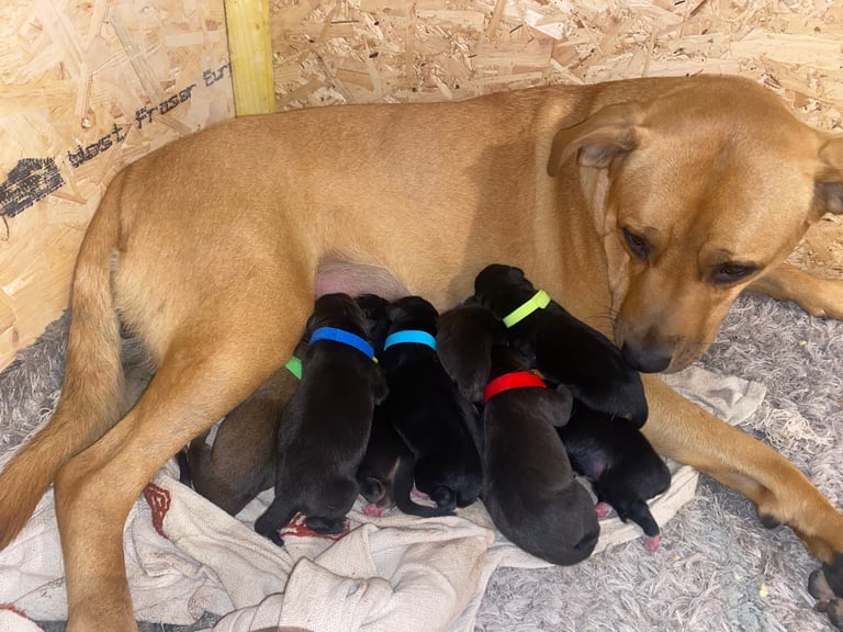 Red Lab X puppies