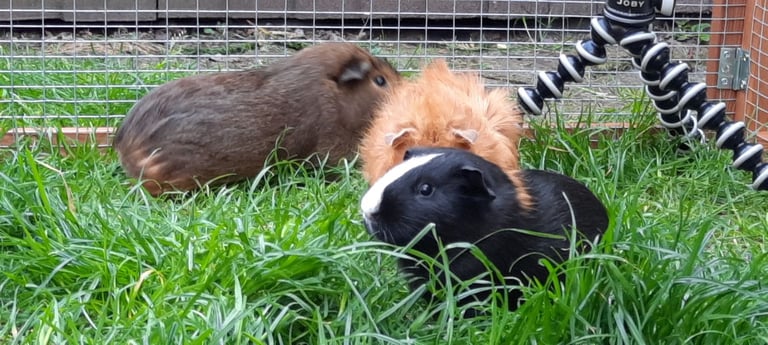 7.7 Ft XL Folding Canterbury Guinea pig / Rabbit Foldaway Run