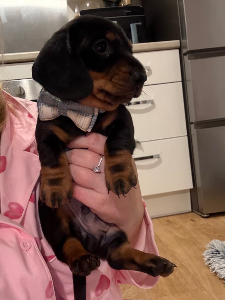 Male miniature dachshund 