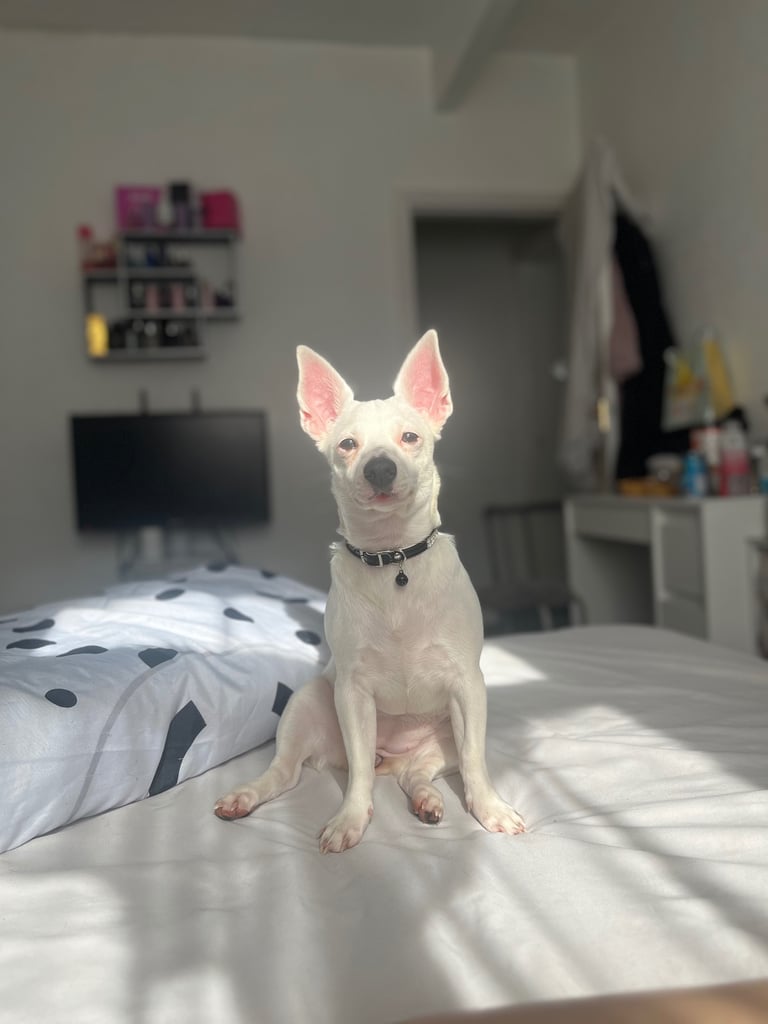 Jack Russel Princess ready for a loving home