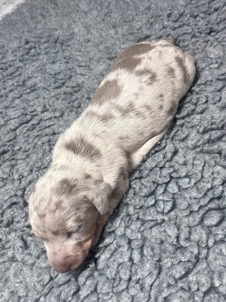 Miniature dachshunds