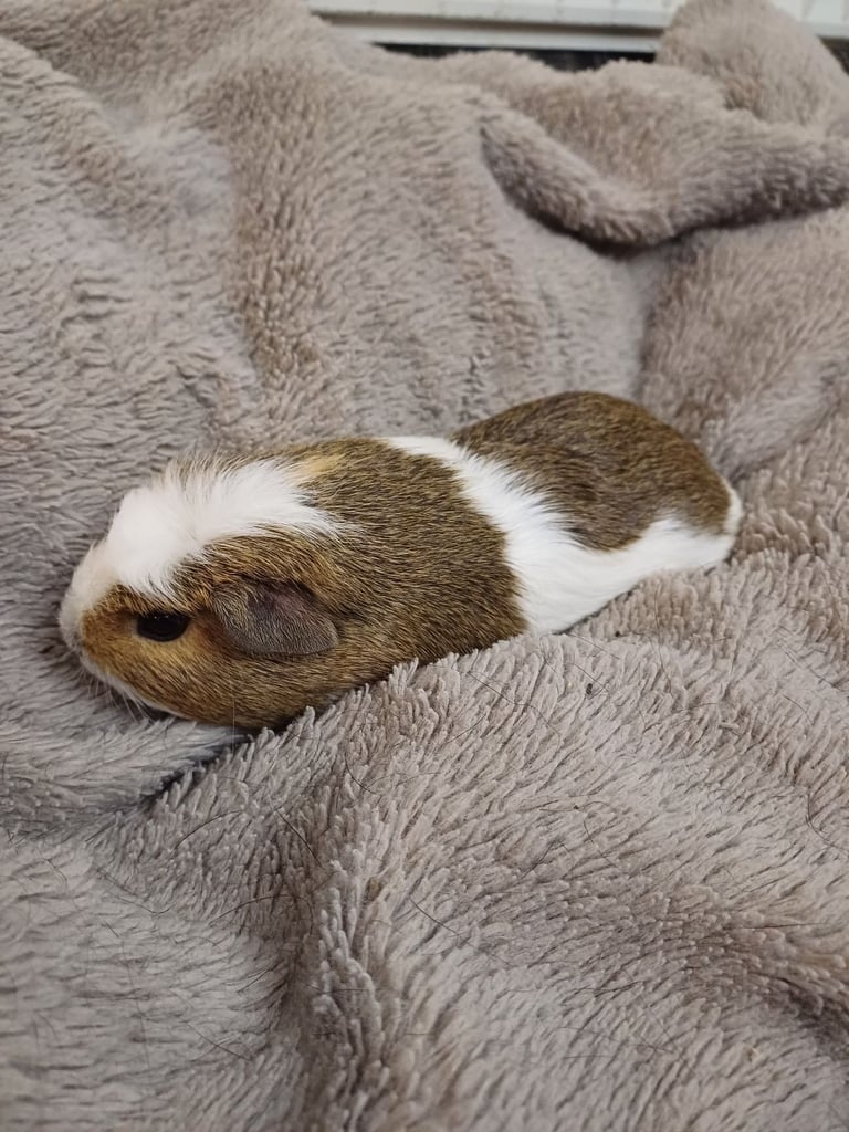 1 Adorable Female Baby Guinea Pig