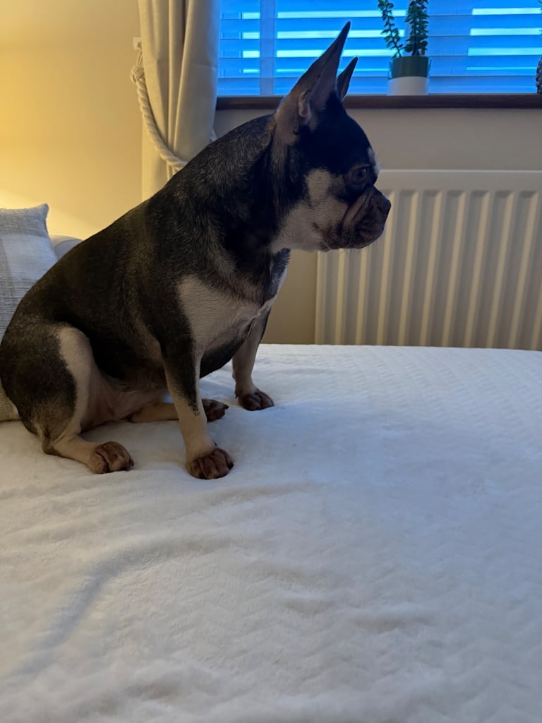 image for Female 5yr old French Bulldog 