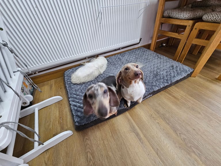 2 miniature dachshunds 