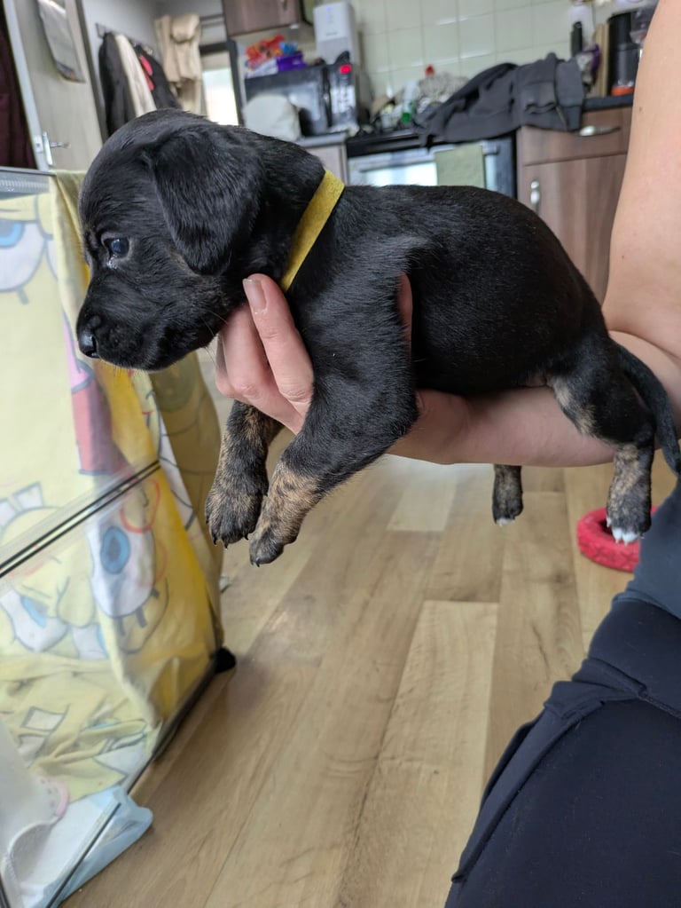 8 Springer, jack X staffy,whippet,saluki,bull greyhound puppies 