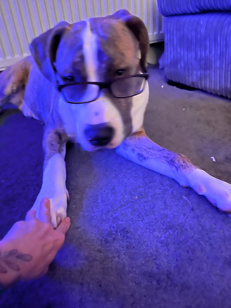 Staff x American bulldog 