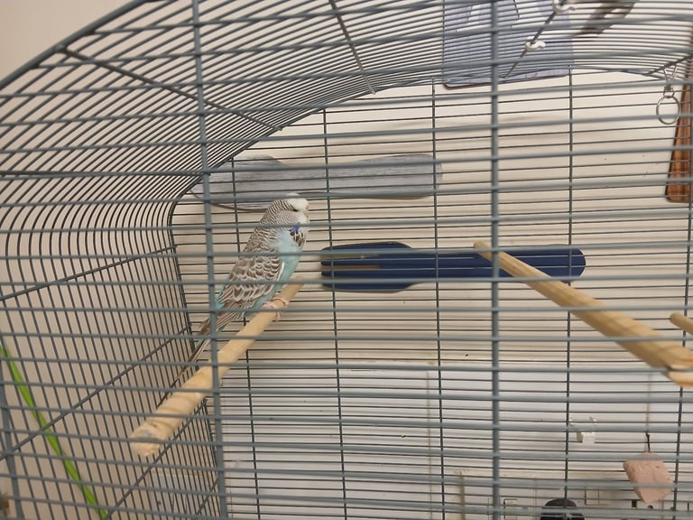 image for Budgie and large cage