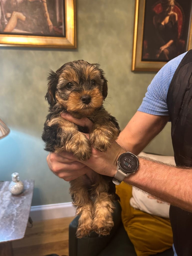 Yorkiepoo Puppies 