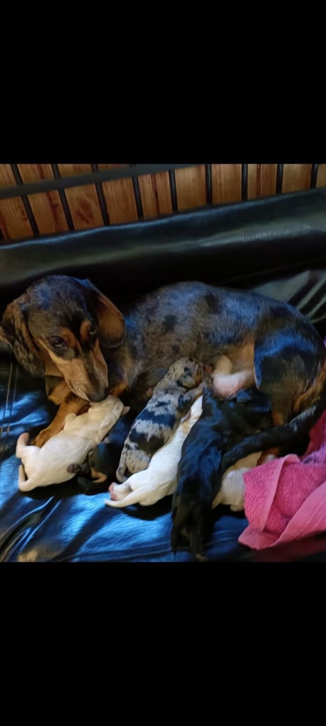 Miniature dachshund puppies 