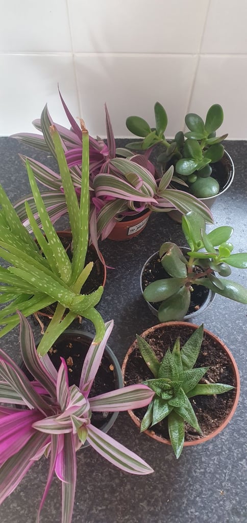 image for House plants £3 each or 3 for £6
