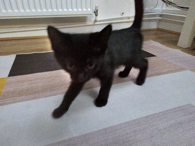2 Girl Kittens For Sale 